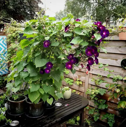 Kniola’s Black Flower Care