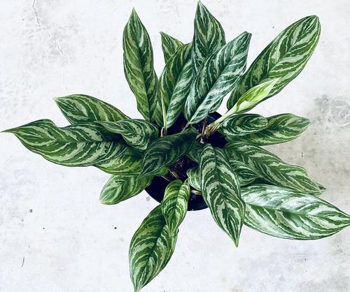  Types of Chinese Evergreen Varieties