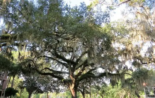 top Native Trees and Plants in Florida