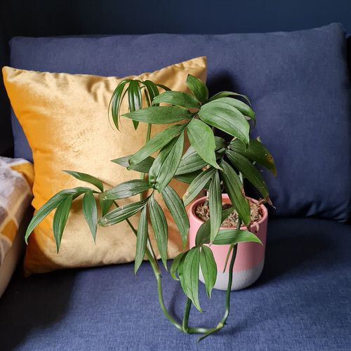 Types of Monstera-Sub Pinata in pot