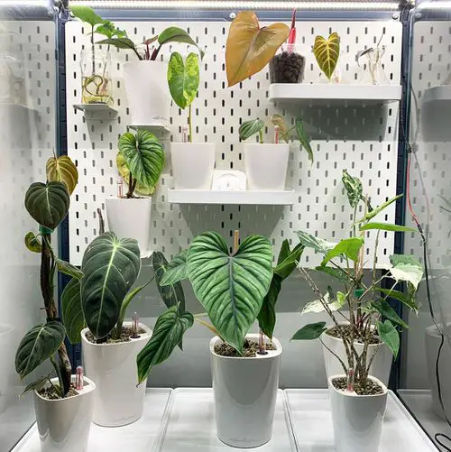 Clever Ways to Use Pegboards for Plants 9