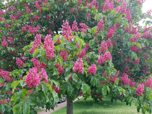 lovely Native Trees and Plants in Florida
