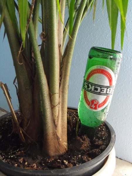 Beer Bottle Waterer