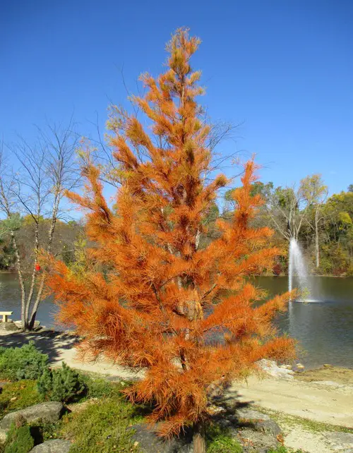 beautiful Native Trees and Plants in Florida
