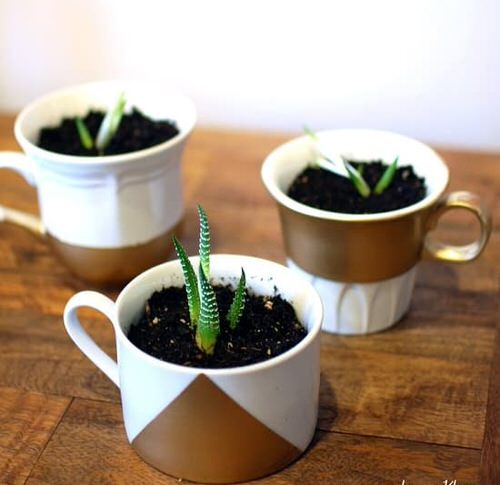 Try Teacup Planters