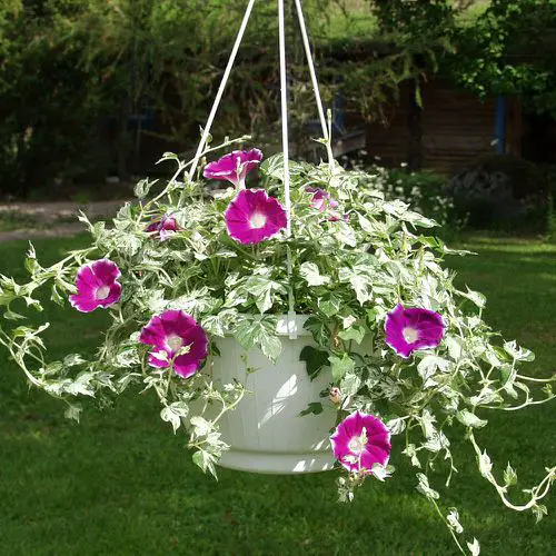 Types of Morning Glory Flowers 15