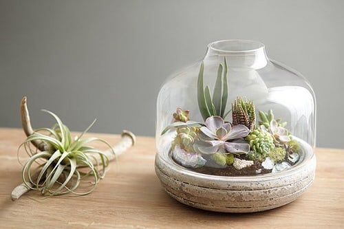 Grow Plants in Terrariums