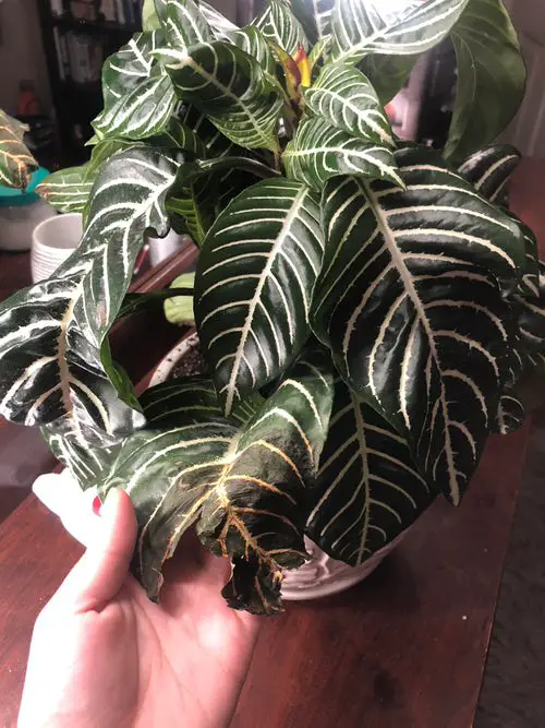 Zebra Plant Leaves Turning Brown Lack of Humidity