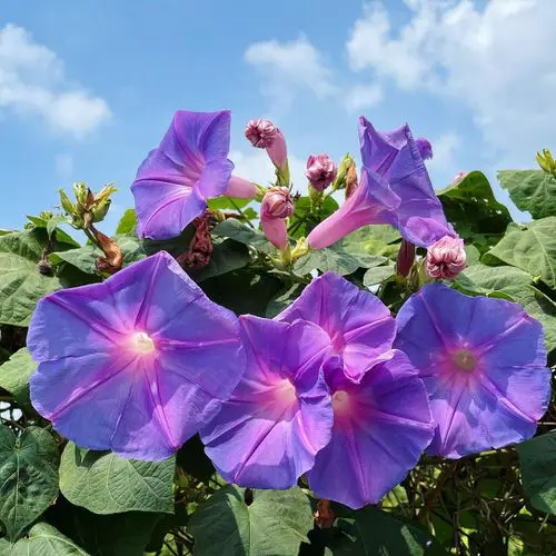 top Beautiful Flowers That Start with 'M'