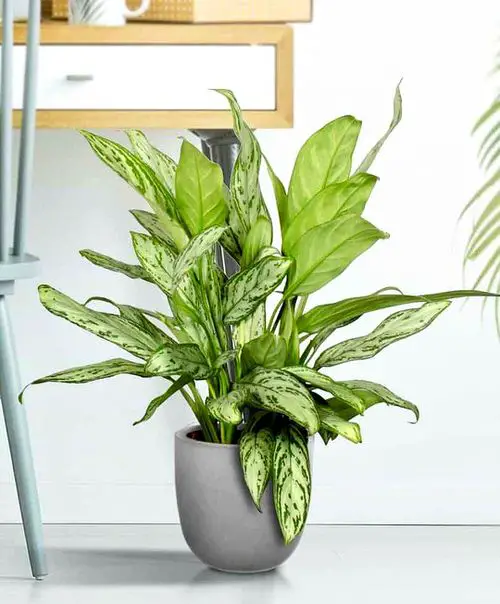 Types of Chinese Evergreen Varieties