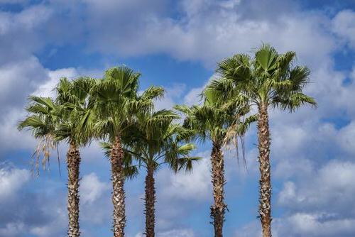 top Native Trees and Plants in Florida
