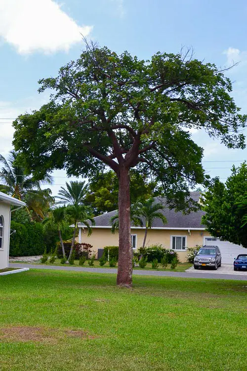 Native Trees in Florida