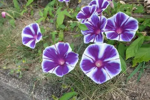 Types of Morning Glory Flowers 17