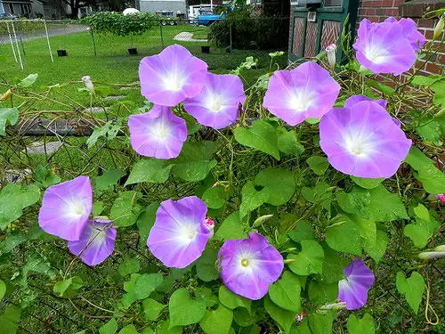 Types of Morning Glory Flowers 22