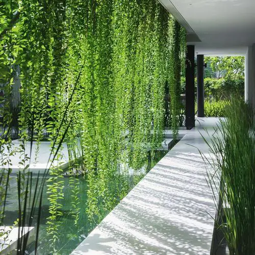 Green Plants As a Curtain 11