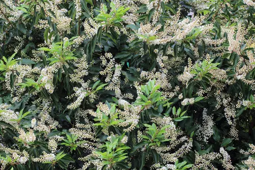 Native Trees and Plants in Florida 
