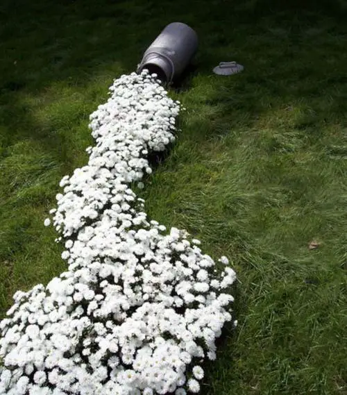 Spilling Flowers from an Old Milk Can