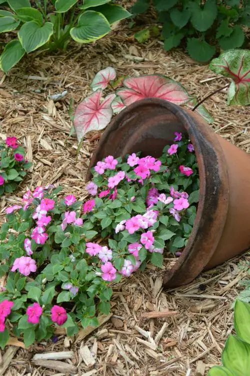 Old Pot Spilling Flowers