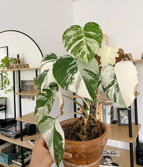 Types of Monstera-Albo Vareigated