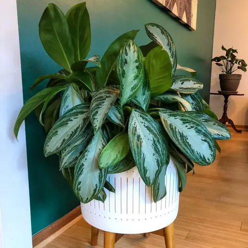 Chinese Evergreen Varieties indoor