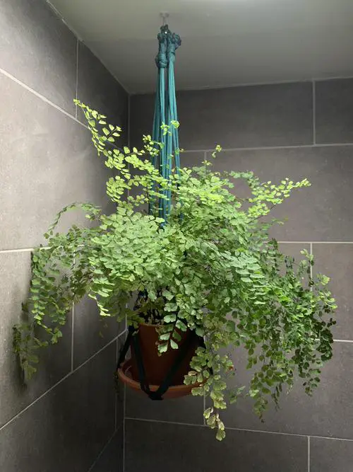 Best Hanging Ferns 2