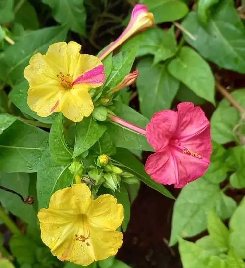Flowers That Start with 'M' 2
