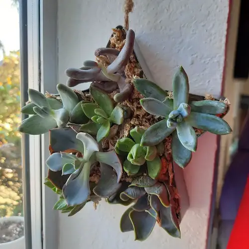 Hanging Succulents with Pictures near Window