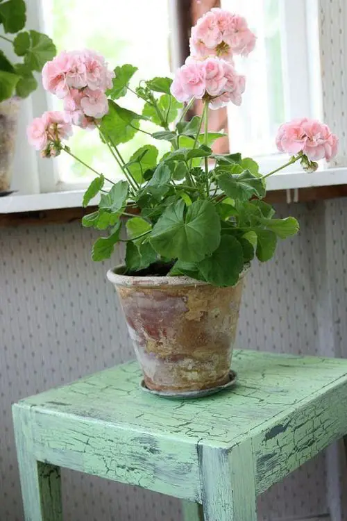 Geranium Leaves Turning Yellow and Brown