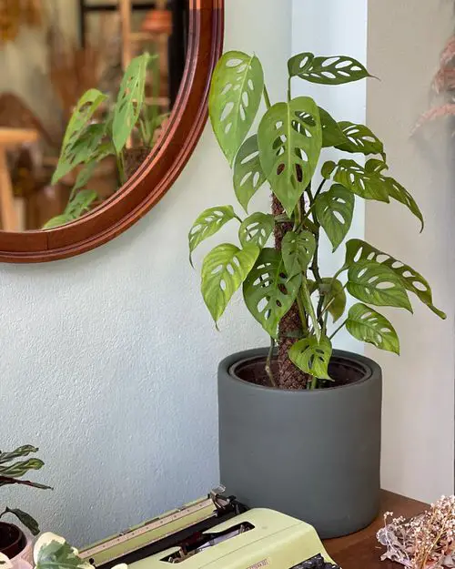 Types of Monstera- Adansonii