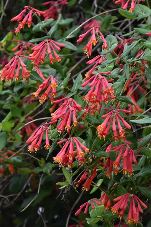 lovely Native Florida Plants and Trees