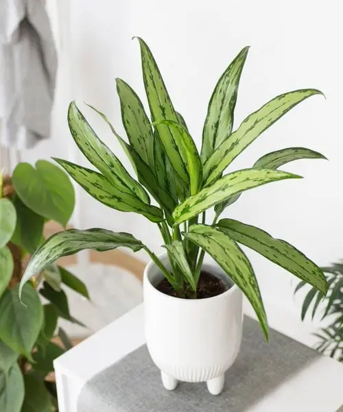 Best Types of Chinese Evergreen