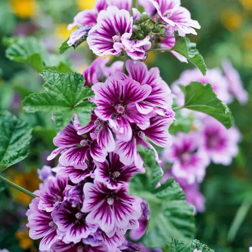 Lovely Blooms That Begin with 'M'