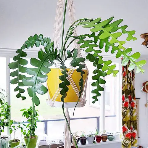 Best Hanging Houseplants that Won't Die Easily