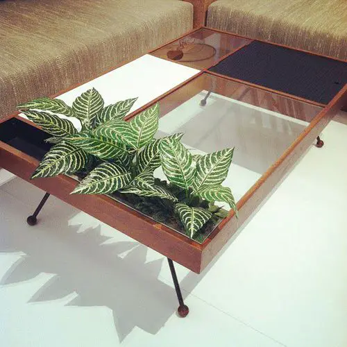 Indoor Plant Ideas Buy Furniture With Space to Plant
