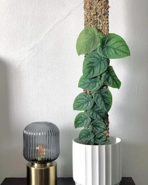 Types of Monstera-Dubia