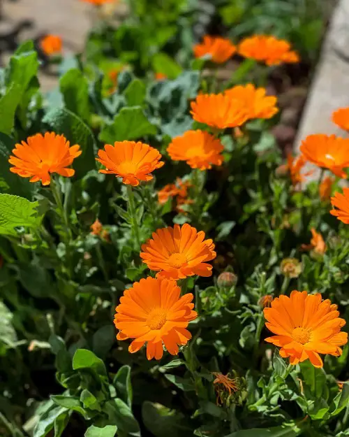 What to Do in the Garden in October