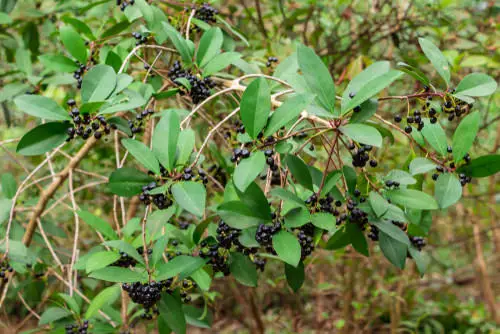 Native Florida Plants and Trees
