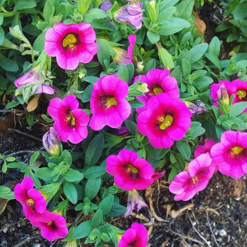 top Lovely Blooms That Begin with 'M'