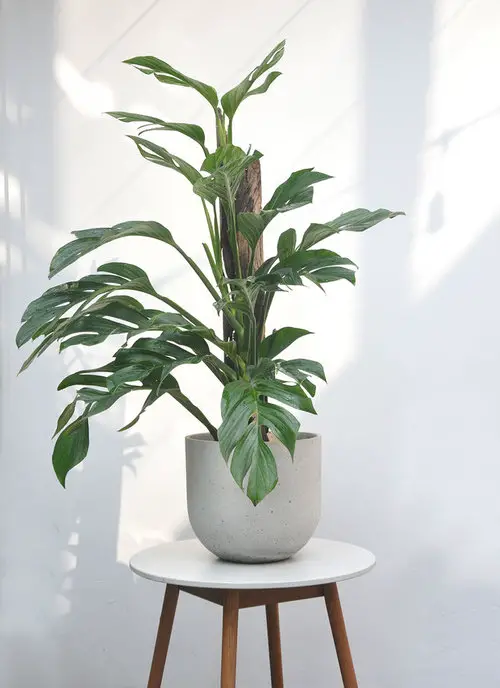 Types of Monstera-Pinnatipartita