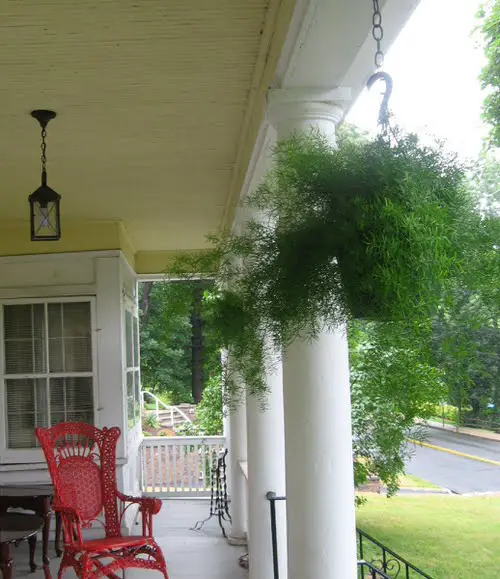 Best Hanging Ferns 4