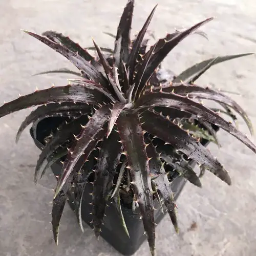 Amazing Bromeliads Anyone Can Grow Easily Indoors