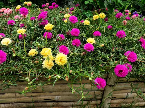 top Gorgeous Flowers with a "M" in them