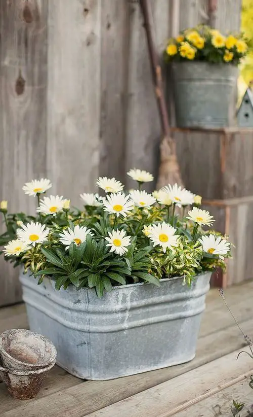 Fortunate Kitchen Indoor Plants 
