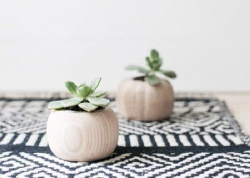 Style Succulents in Mini Planters