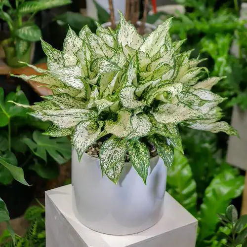 Types of Chinese Evergreen Varieties