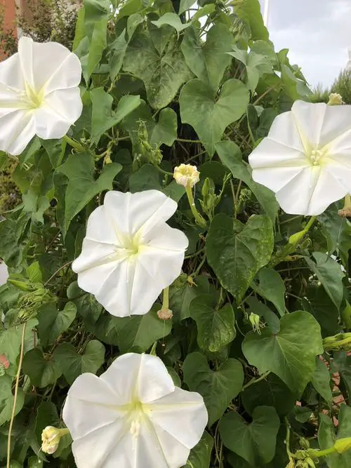 beautiful Flowers with a "M" in them
