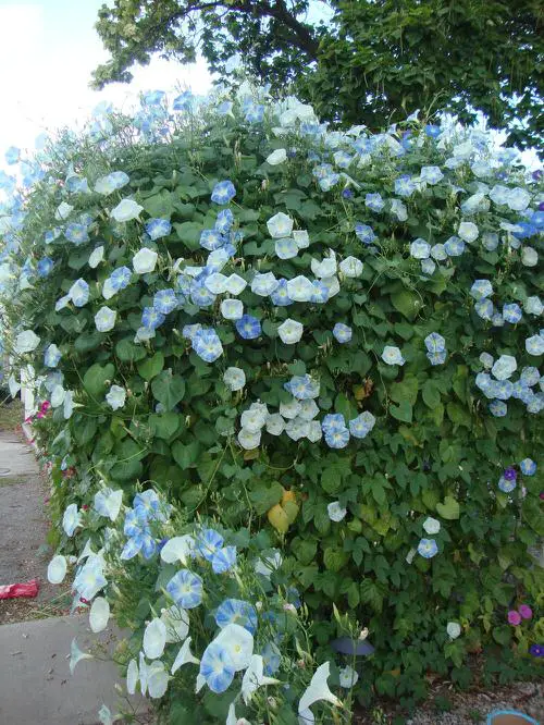 Types of Morning Glory Flowers 9