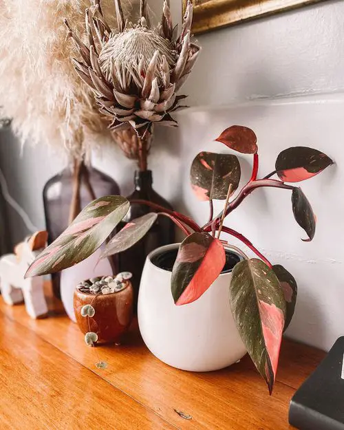 Stunning Philodendrons You Will Absolutely Love 10