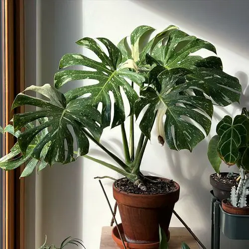 Types of Monstera- Thai Contellation