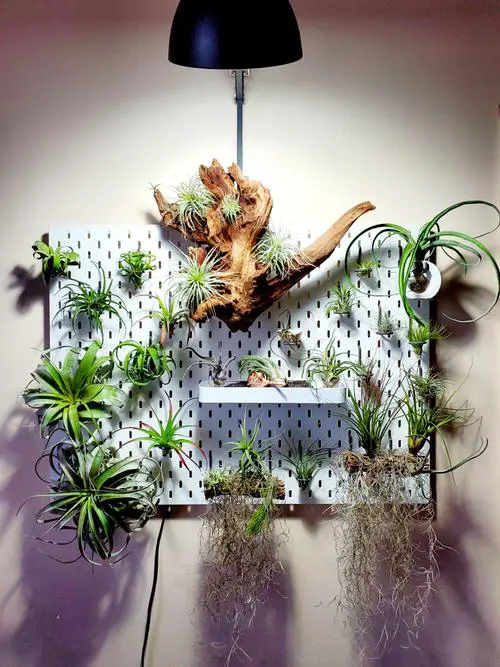 Clever Ways to Use Pegboards for Plants 5